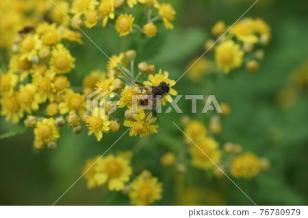 Drone fly sucking nectar from Awakoganegiku 76780979