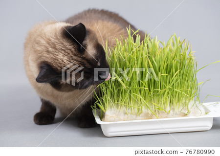 The cat is eating grass. Siamese cat with grown oats. The cat is eating grass. Siamese cat with grown oats. 76780990