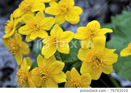 Ezono Ryukyuka 76781018