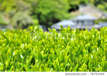 萌黃新茶芽 萌黃新茶芽 76781404