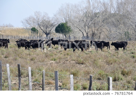 bulls in Camargue 76781764