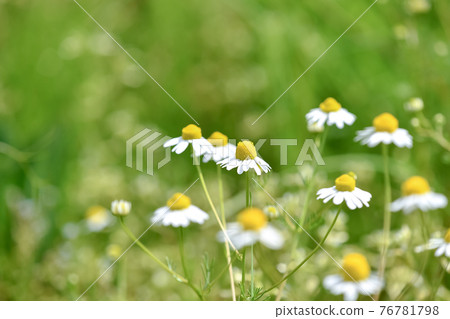 German Chamomile German Chamomile 76781798