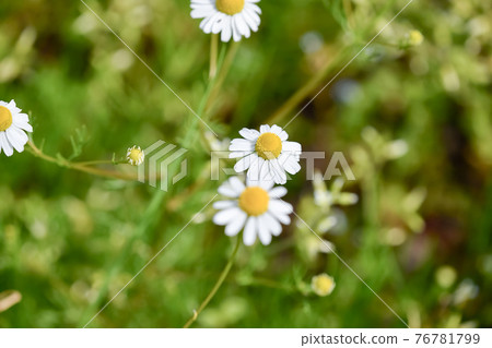 German Chamomile German Chamomile 76781799