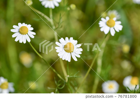 German Chamomile German Chamomile 76781800