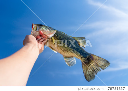 Black bass caught in Noike Black bass caught in Noike 76781837