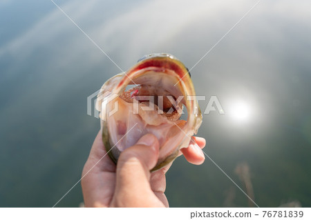 Black bass caught in Noike Black bass caught in Noike 76781839