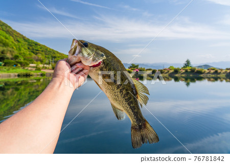 Black bass caught in Noike Black bass caught in Noike 76781842