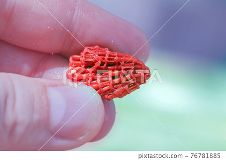 Fragment of oceanic coral in fingers Fragment of oceanic coral in fingers 76781885