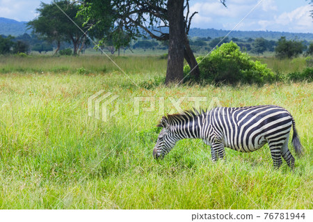 Zebra in green grass safari 76781944