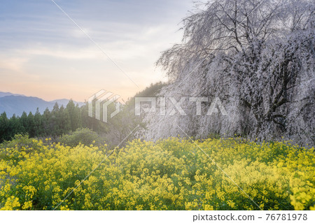 初春的清晨,櫻花和油菜花盛開 初春的清晨,櫻花和油菜花盛開 76781978