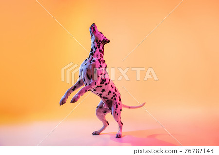 Joyful cute Dalmatian, purebred dog posing isolated on yellow background in neon light. 76782143