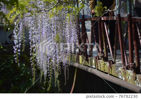 Wisteria of Nishi-Ota Shrine 76782230