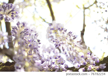 Wisteria of Nishi-Ota Shrine Wisteria of Nishi-Ota Shrine 76782234