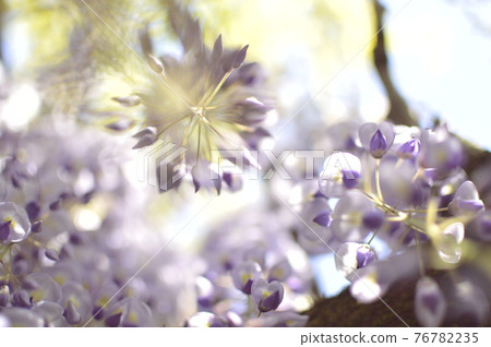 Wisteria of Nishi-Ota Shrine Wisteria of Nishi-Ota Shrine 76782235