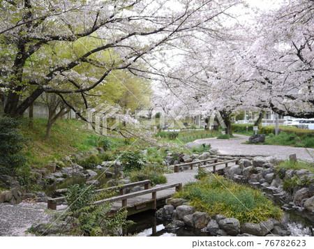 根川綠道上的櫻花 根川綠道上的櫻花 76782623