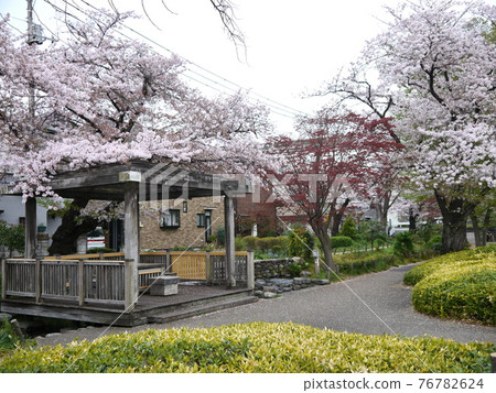 Sakura on the Negawa Greenery Road 76782624