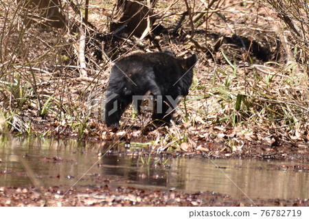 Asian black bears Asian black bears 76782719