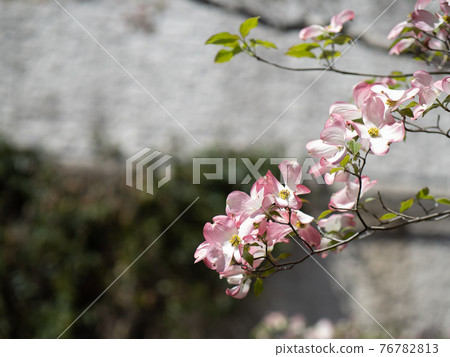 山茱萸盛開的花朵 76782813