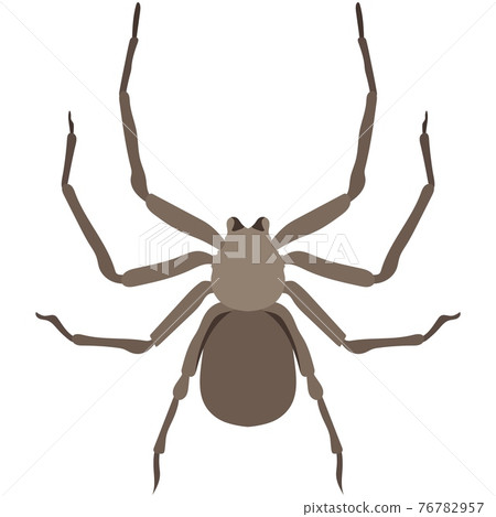 Vector spider sicarius hahni african species illustration 76782957