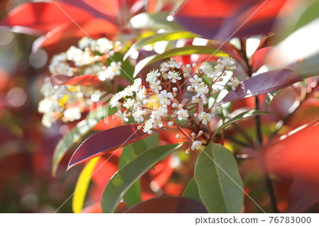 Red Tip Photinia young leaves and flowers 76783000