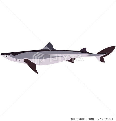 Vector piked dogfish shark illustration isolated on white 76783003
