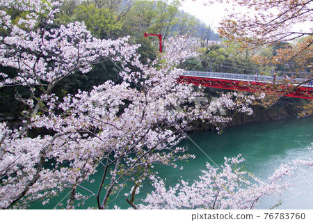 櫻花盛開在河岸上 76783760