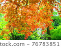 Autumn leaves that turn red in spring 76783851
