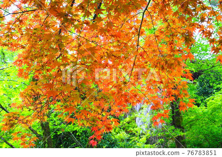 Autumn leaves that turn red in spring Autumn leaves that turn red in spring 76783851
