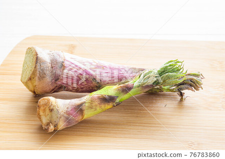 Natural mountain udo from Niigata Natural mountain udo from Niigata 76783860