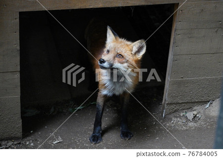 一隻狐狸從小屋內斜向上看 一隻狐狸從小屋內斜向上看 76784005