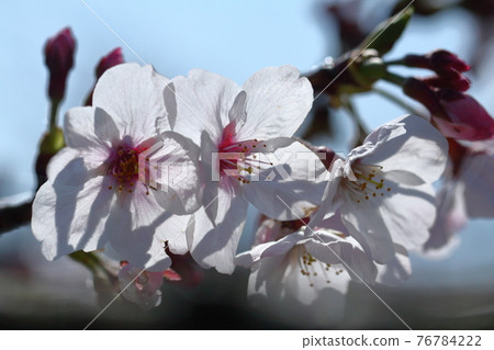 Spring in full bloom 76784222