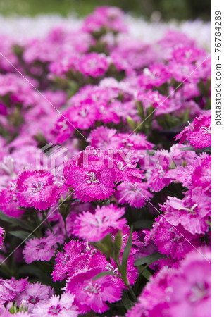 Telstar flowers are in bloom in the park. The scientific name is Dianthus. 76784289