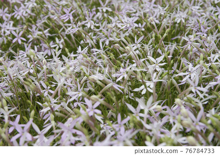 Isotoma 花在公園裡盛開。學名是Isotoma。 76784733