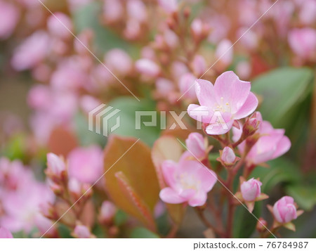 Safflower Sharimbai Safflower Sharimbai 76784987