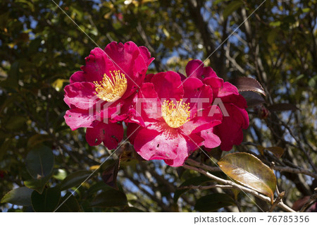 紅山茶花 76785356