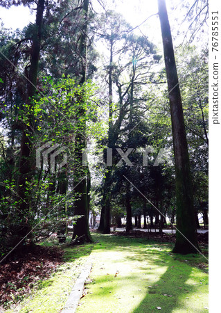 Scenery with moss, green garden Scenery with moss, green garden 76785551
