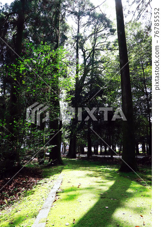 苔蘚景觀,綠色花園 苔蘚景觀,綠色花園 76785552