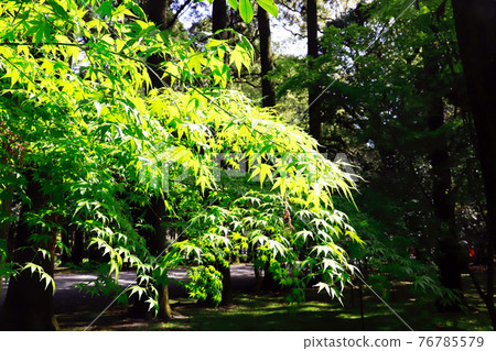 Scenery with moss, green garden 76785579