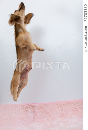 Pet dog Kaninhen Dachshund 76785580