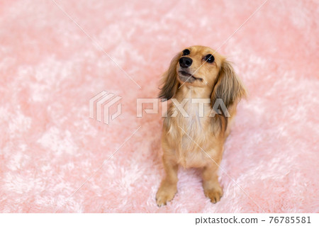 Pet dog Kaninhen Dachshund Pet dog Kaninhen Dachshund 76785581