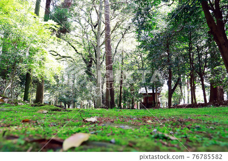 Scenery with moss, green garden 76785582