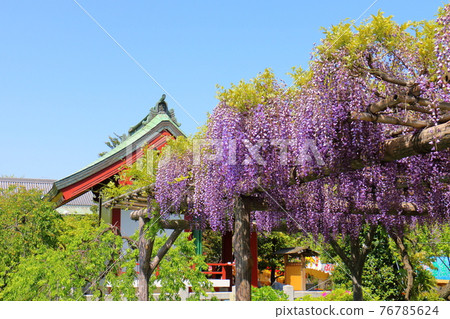 Fuji Festival at Kameido Tenjin Shrine in Kameido, Koto-ku, Tokyo Hanazonosha 76785624