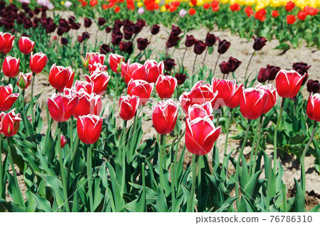 [Variety: Timeless] Tulips with bright red petals with white edges 76786310