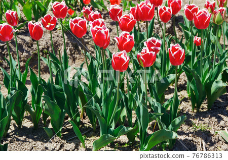 [Variety: Timeless] Tulips with bright red petals with white edges 76786313