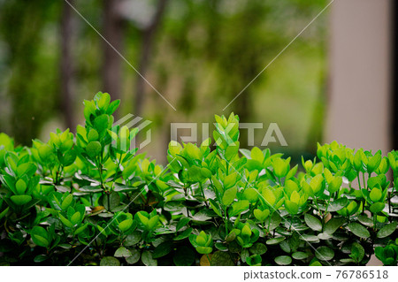 Plants on the floor Plants on the floor 76786518