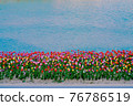 Colorful tulips with a river in the background 76786519