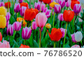 A collection of various tulips 76786520