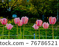Pink Tulip 76786521