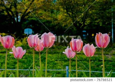 Pink Tulip Pink Tulip 76786521