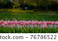 Pink tulips and walking path background 76786522